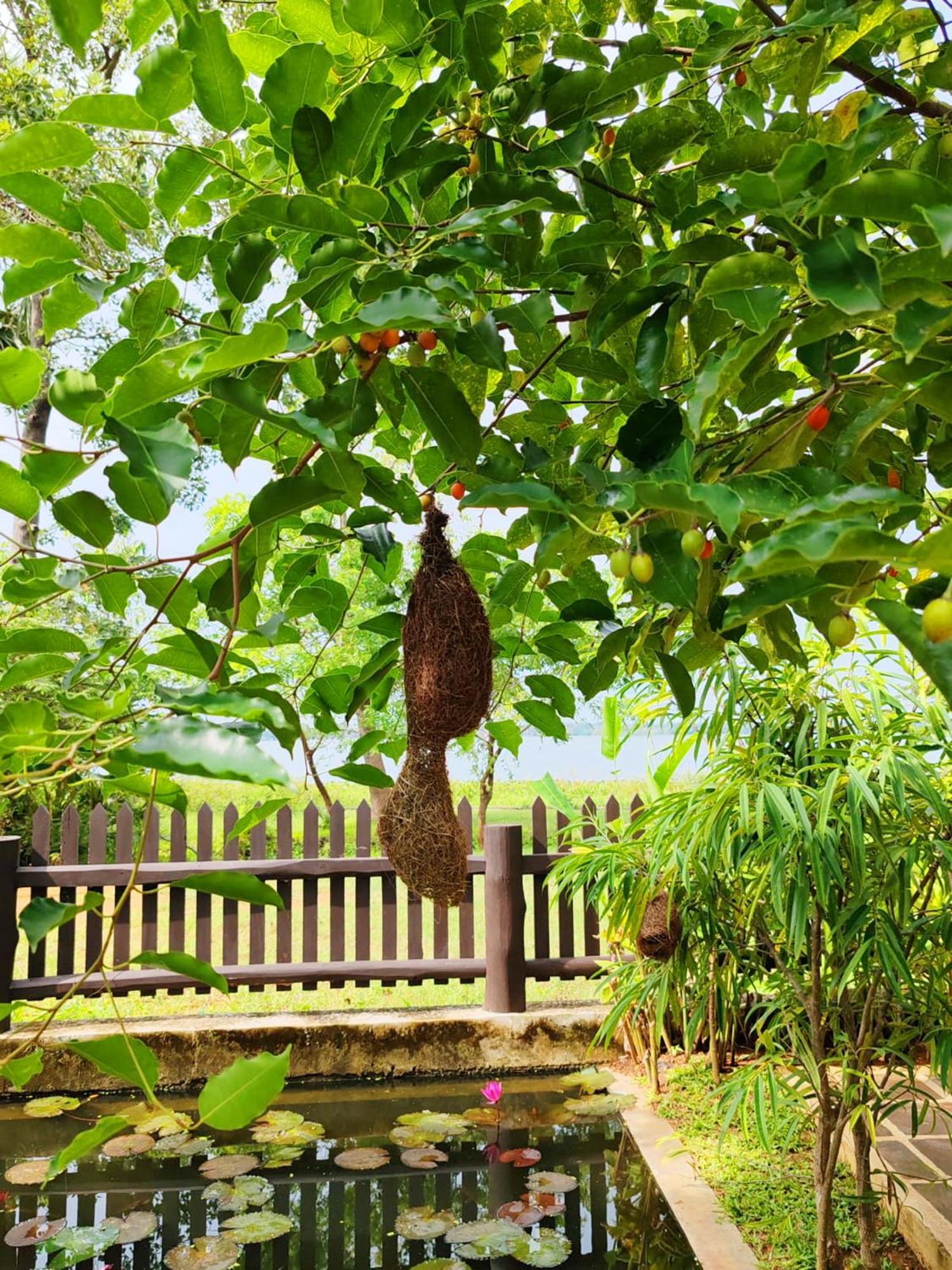 Art Yala Boutique Resort Tissamaharama Luaran gambar