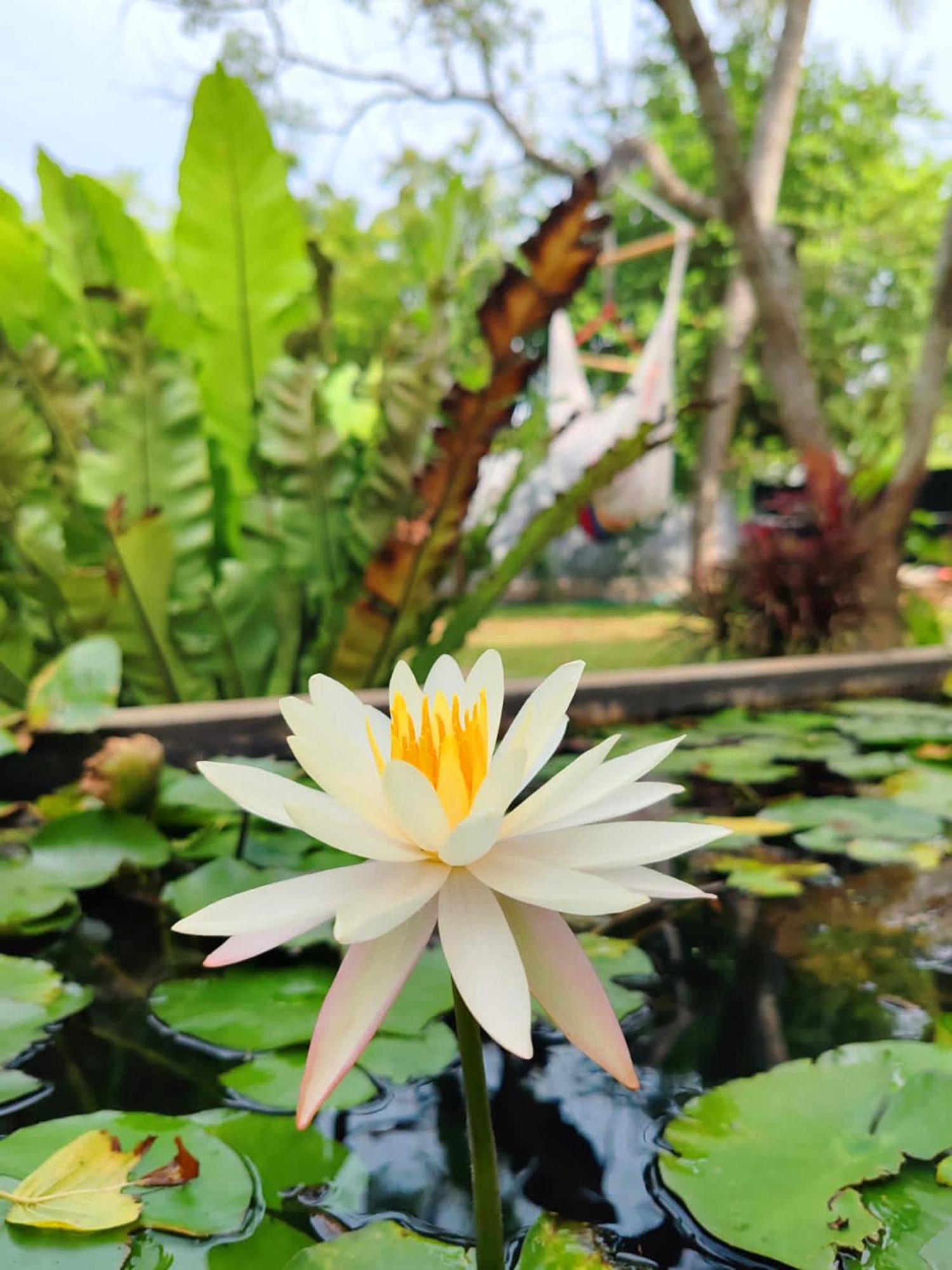 Art Yala Boutique Resort Tissamaharama Luaran gambar